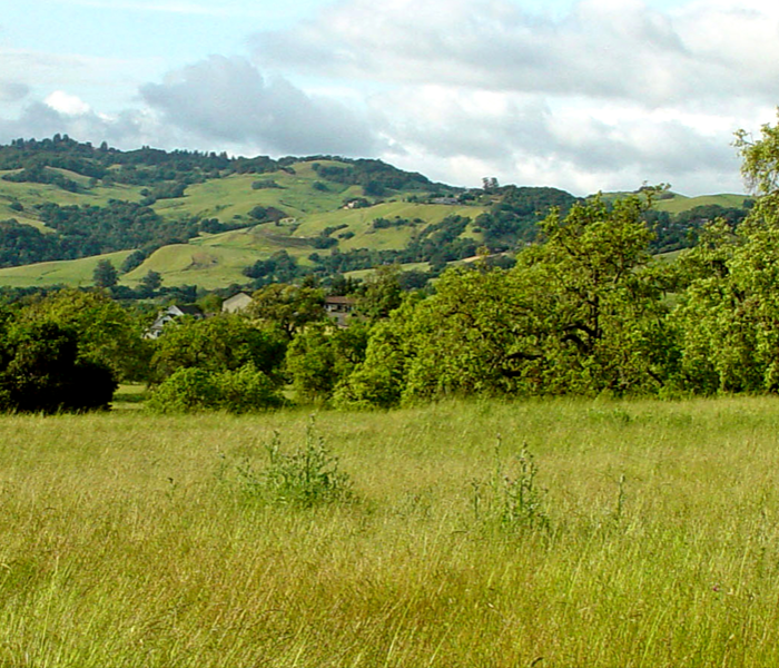 Rolling green hills dotted with dark trees in top half. Bottom half is a grassy field.